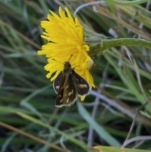 Taractrocera papyria at Numeralla, NSW - suppressed