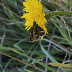 Taractrocera papyria at Numeralla, NSW - suppressed