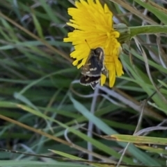 Taractrocera papyria at Numeralla, NSW - suppressed