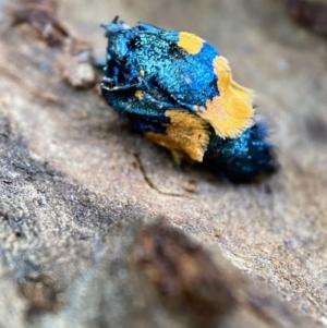 Cebysa leucotelus at Numeralla, NSW - 12 Mar 2022