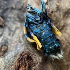 Cebysa leucotelus at Numeralla, NSW - 12 Mar 2022