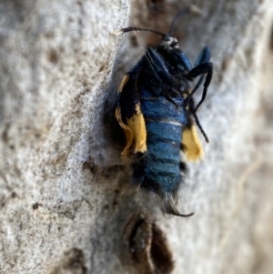 Cebysa leucotelus at Numeralla, NSW - 12 Mar 2022