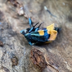 Cebysa leucotelus at Numeralla, NSW - 12 Mar 2022