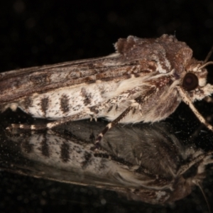 Agrotis porphyricollis at Melba, ACT - 12 Jan 2022 09:45 PM