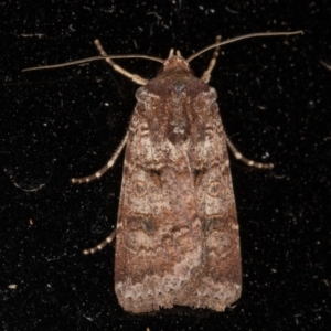 Agrotis porphyricollis at Melba, ACT - 12 Jan 2022 09:45 PM