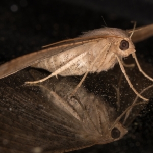 Mythimna (Pseudaletia) convecta at Melba, ACT - 12 Jan 2022 09:48 PM