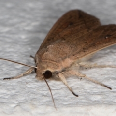 Mythimna (Pseudaletia) convecta at Melba, ACT - 12 Jan 2022 09:48 PM