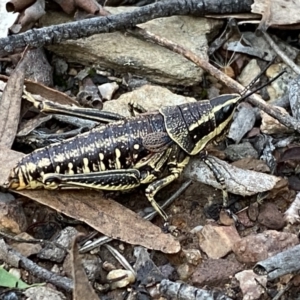 Monistria concinna at Numeralla, NSW - 12 Mar 2022