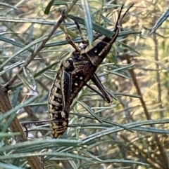 Monistria concinna at Numeralla, NSW - 12 Mar 2022