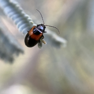 Monolepta minima (Leaf beetle) at Numeralla, NSW - 12 Mar 2022 by Steve_Bok