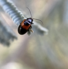 Monolepta minima (Leaf beetle) at Numeralla, NSW - 12 Mar 2022 by Steve_Bok