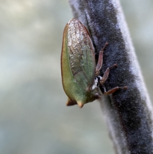 Sextius virescens at Numeralla, NSW - 12 Mar 2022