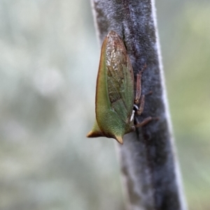 Sextius virescens at Numeralla, NSW - 12 Mar 2022