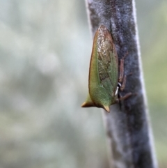 Sextius virescens at Numeralla, NSW - 12 Mar 2022