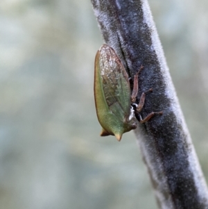 Sextius virescens at Numeralla, NSW - 12 Mar 2022