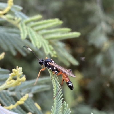 Ichneumonoidea (Superfamily) (A species of parasitic wasp) at Numeralla, NSW - 12 Mar 2022 by SteveBorkowskis