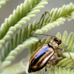 Monolepta froggatti at Numeralla, NSW - 12 Mar 2022