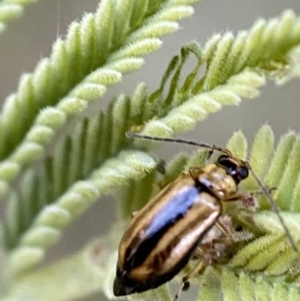 Monolepta froggatti at Numeralla, NSW - 12 Mar 2022