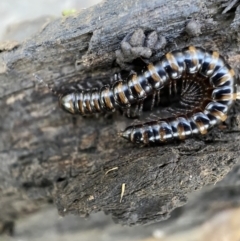 Paradoxosomatidae sp. (family) at Numeralla, NSW - 12 Mar 2022