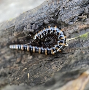 Paradoxosomatidae sp. (family) at Numeralla, NSW - 12 Mar 2022