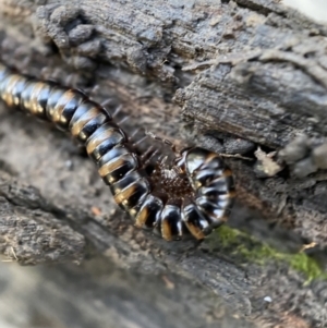 Paradoxosomatidae sp. (family) at Numeralla, NSW - 12 Mar 2022