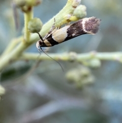 Macrobathra chrysotoxa (A Cosmet moth (Cosmopteriginae) at Numeralla, NSW - 12 Mar 2022 by SteveBorkowskis