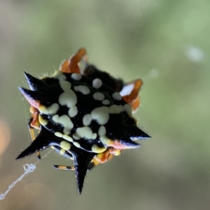 Austracantha minax at Numeralla, NSW - 12 Mar 2022