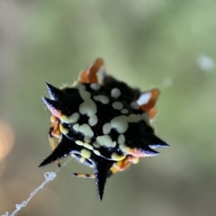 Austracantha minax at Numeralla, NSW - 12 Mar 2022 06:33 PM