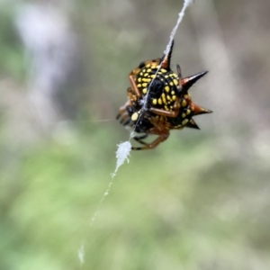 Austracantha minax at Numeralla, NSW - 12 Mar 2022