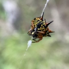 Austracantha minax at Numeralla, NSW - 12 Mar 2022 06:33 PM