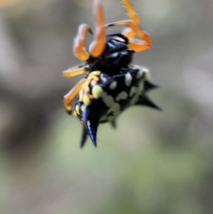 Austracantha minax at Numeralla, NSW - 12 Mar 2022