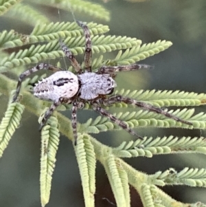 Araneinae (subfamily) at Numeralla, NSW - 12 Mar 2022 06:30 PM