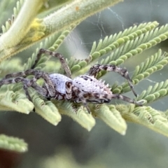 Araneinae (subfamily) at Numeralla, NSW - 12 Mar 2022 06:30 PM