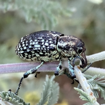 Chrysolopus spectabilis (Botany Bay Weevil) at Numeralla, NSW - 12 Mar 2022 by Steve_Bok
