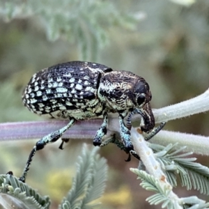 Chrysolopus spectabilis at Numeralla, NSW - 12 Mar 2022