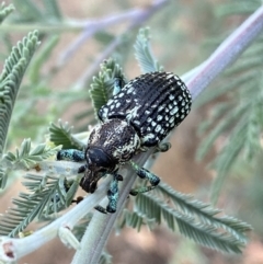 Chrysolopus spectabilis at Numeralla, NSW - 12 Mar 2022