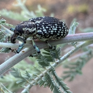 Chrysolopus spectabilis at Numeralla, NSW - 12 Mar 2022