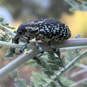 Chrysolopus spectabilis at Numeralla, NSW - 12 Mar 2022