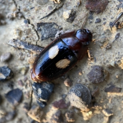 Sphallomorpha ruficollis (A ground beetle) at Numeralla, NSW - 12 Mar 2022 by Steve_Bok