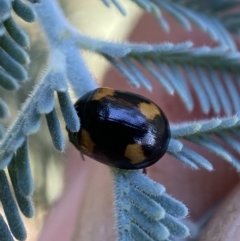Peltoschema tetraspilota (Leaf beetle) at Numeralla, NSW - 12 Mar 2022 by Steve_Bok