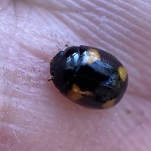 Peltoschema tetraspilota at Numeralla, NSW - 12 Mar 2022