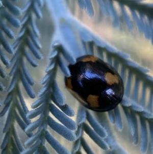 Peltoschema tetraspilota at Numeralla, NSW - 12 Mar 2022