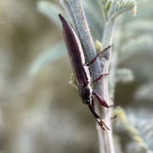 Rhinotia suturalis at Numeralla, NSW - 12 Mar 2022 06:09 PM