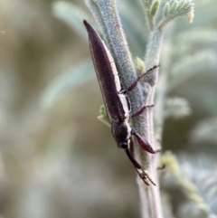 Rhinotia suturalis (Belid weevil) at Numeralla, NSW - 12 Mar 2022 by Steve_Bok