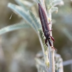 Rhinotia suturalis at Numeralla, NSW - 12 Mar 2022 06:09 PM