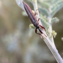 Rhinotia suturalis at Numeralla, NSW - 12 Mar 2022 06:09 PM