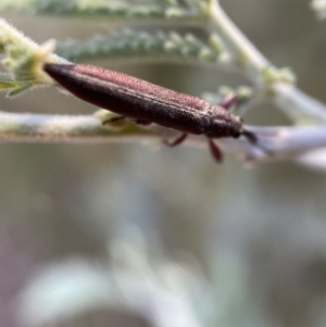 Rhinotia suturalis at Numeralla, NSW - 12 Mar 2022 06:09 PM