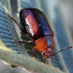Calomela curtisi (Acacia leaf beetle) at Numeralla, NSW - 12 Mar 2022 by Steve_Bok