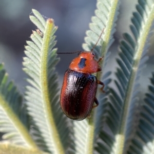 Calomela curtisi at Numeralla, NSW - 12 Mar 2022 06:06 PM