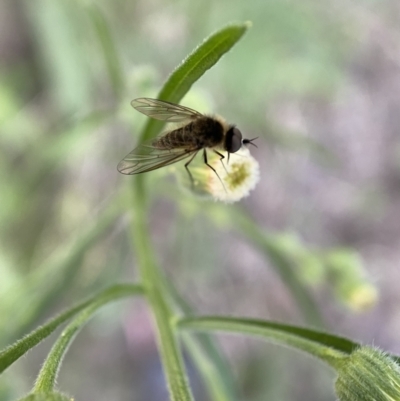 Geron sp. (genus) (Slender Bee Fly) at Numeralla, NSW - 12 Mar 2022 by SteveBorkowskis